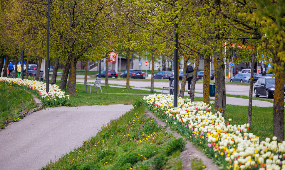Kauno gėlynai