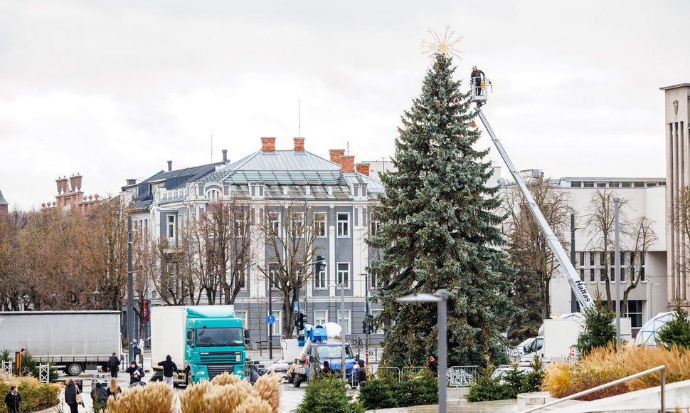 Kauno Kalėdų eglė ruošiama įžiebimui