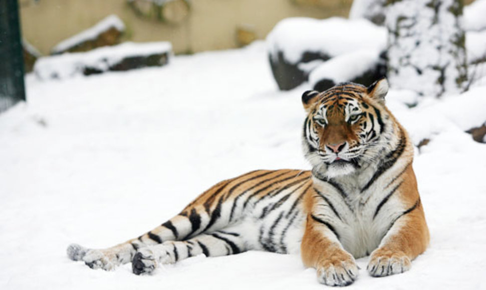Zoologijos sodo gyventojai nebijo lietuviškos žiemos