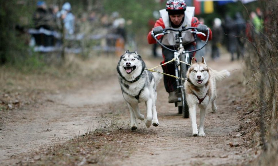 Haskiai - idealūs šunys, tinkantys šunų kinkinių sportui.