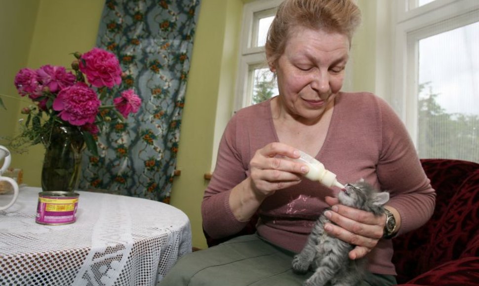 Užmuštos katės jaunikliais, kuriems dar būtina nuolatinė priežiūra, šiuo metu pakaitomis rūpinasi visa Irenos šeima. Nuotraukoje – jos sesuo Raimonda, padedanti maitinti jauniklius. 