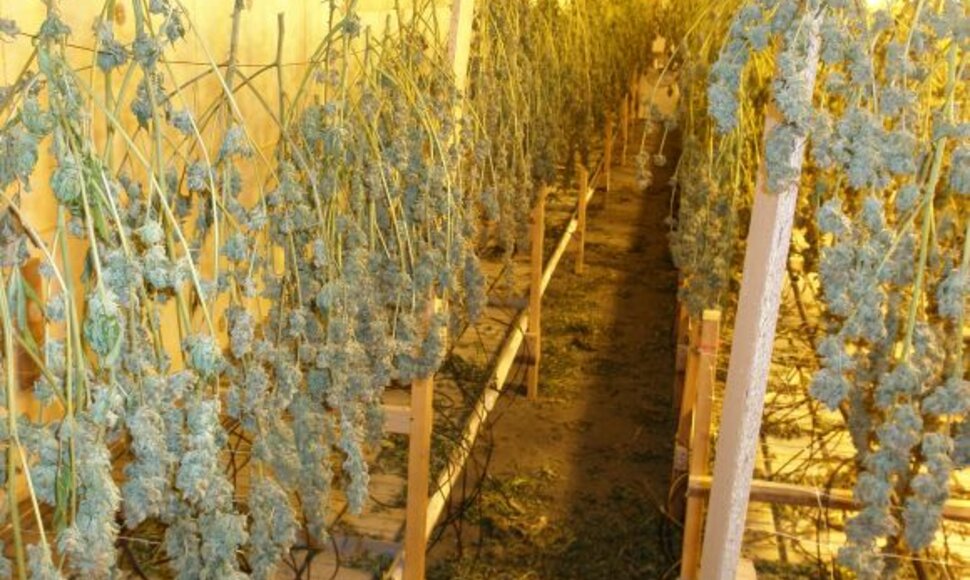 Kanapių plantacija Kauno rajone