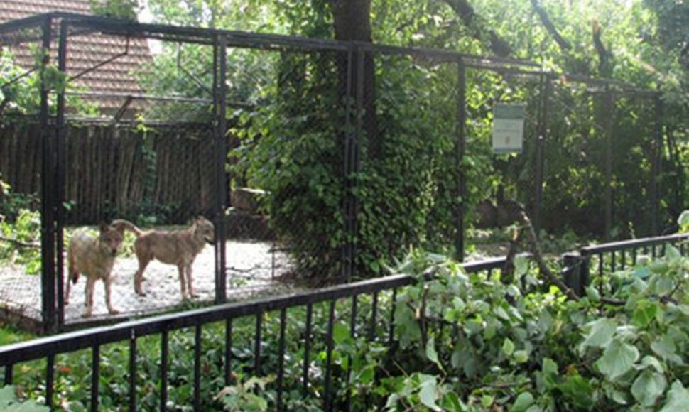 Pirminiais duomenimis, vėtros nusiaubtame Kauno zoologijos sode nenukentėjo nė vienas gyvūnas.