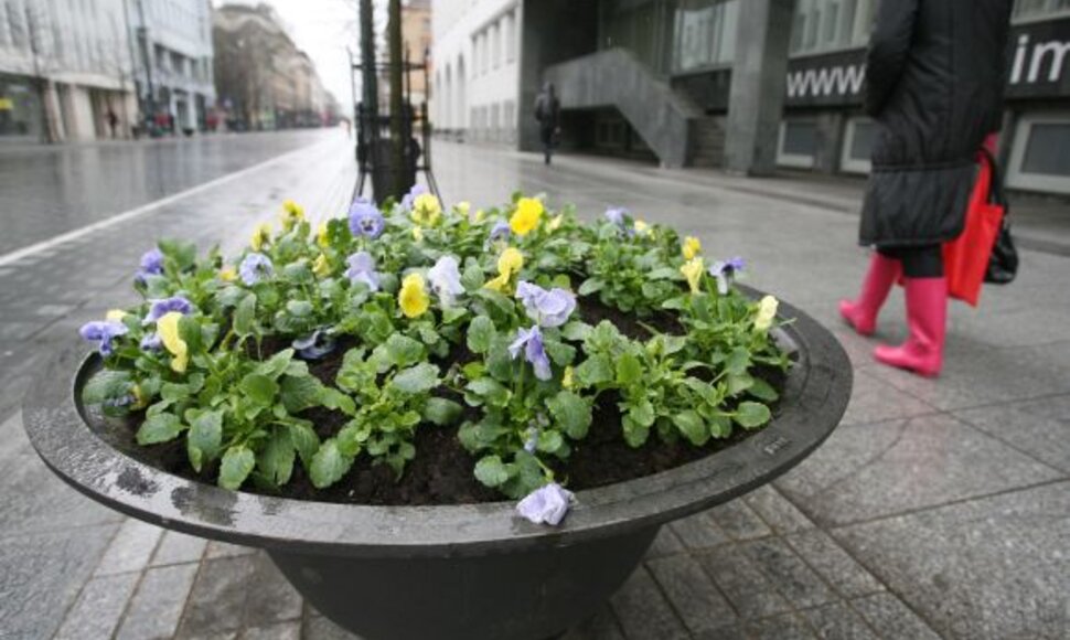 Iki vasaros našlaitės žydės beveik 200-uose Vilniaus gėlinių.