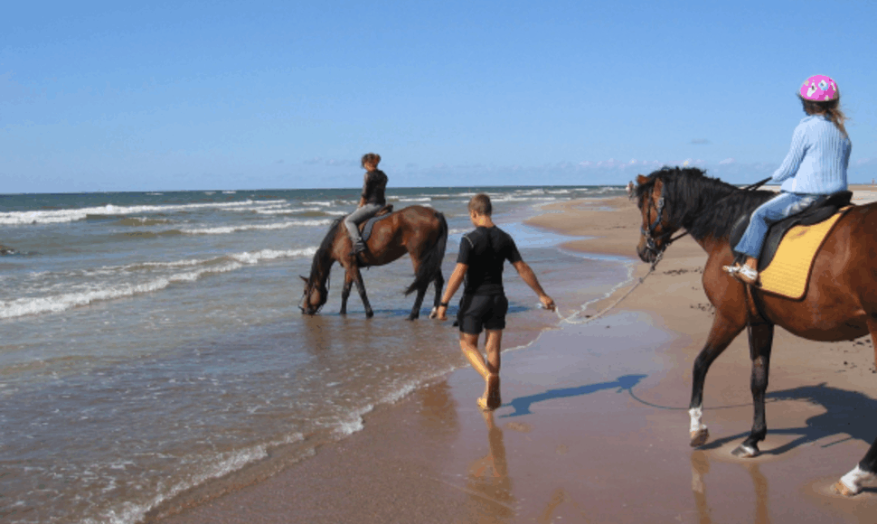 Žirgai mėgsta gurkštelėti sūraus jūros vandens.