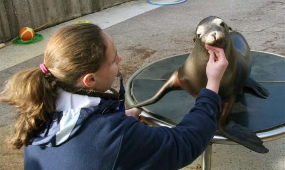 Užaugusi Kalifornijos jūrų liūtukė Matilda. Ja rūpinosi Jūrų muziejaus darbuotojai. 2010 m. lapkričio 11 d.