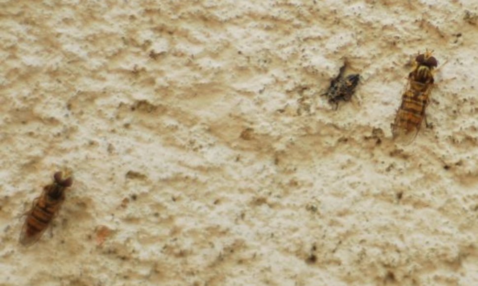 Vabzdžiai – Prasidėjus karčiams pajūryje padaugėjo vabzdžių.