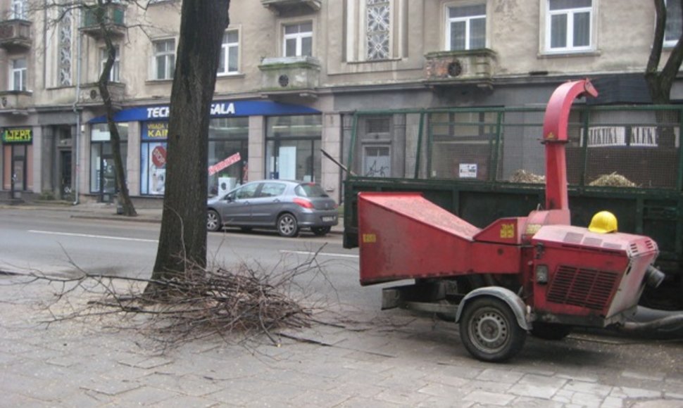 Klaipėdos savivaldybė medžių kirtimui ir genėjimui šiais metais yra numačiusi skirti 53,5 tūkst. Lt.