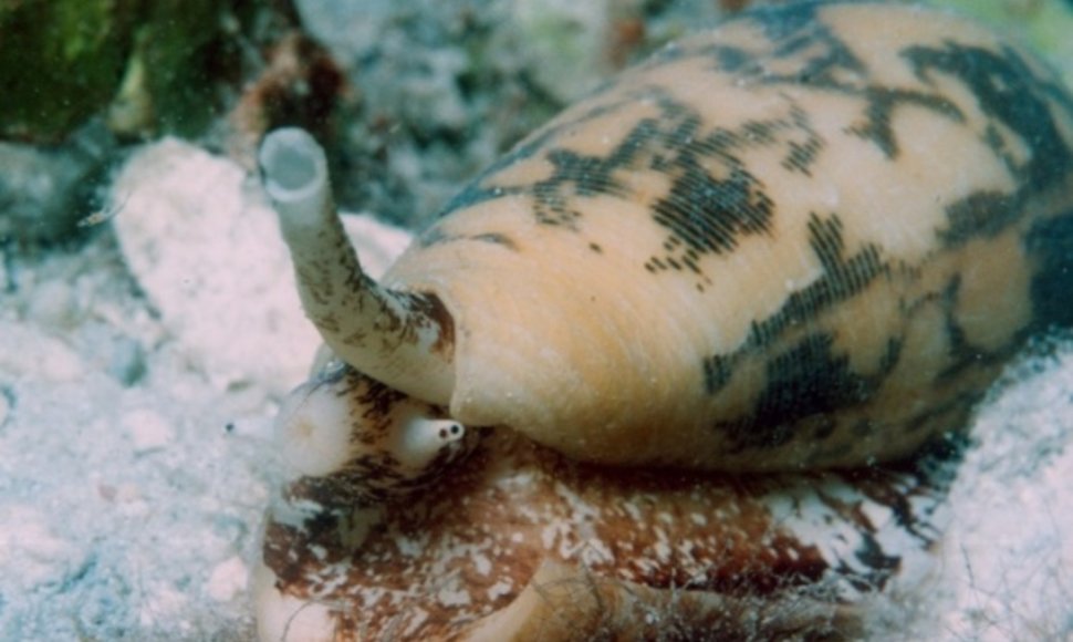 Šis moliuskas žavi unikalia išvaizda, tačiau iš tiesų gamtoje yra labai grėsmingas.