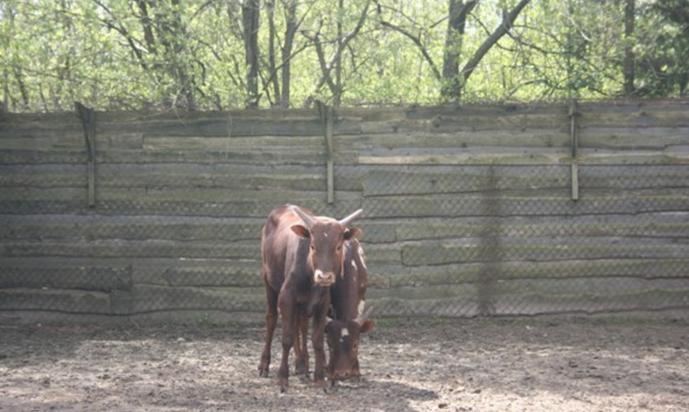 Afrikietiškų karvių pora į Klaipėdą atkeliavo iš Čekijos. 