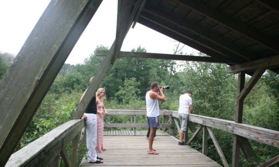 Kormoranai lizdus suka vis giliau į Sengirę. Į apžvalgos aikštelę užkopę turistai lieka nieko nepešę – sutikti galima vos vieną kitą paukštį. 