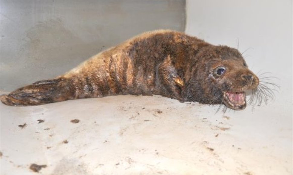 2010 m. ties Juodkrante buvo rasta mazutuota ruoniukė, kuriai Jūrų muziejaus darbuotojai išgelbėjo gyvybę. Pagijusi ir sustiprėjusi, ji buvo paleista atgal į Baltiją.
