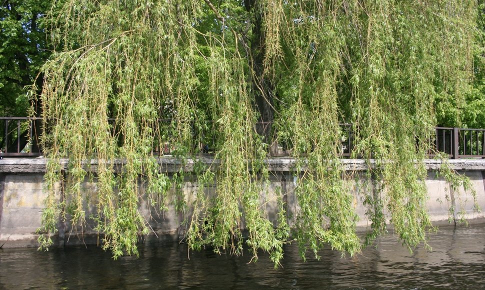 Danės vandenis skalauja gluosniai