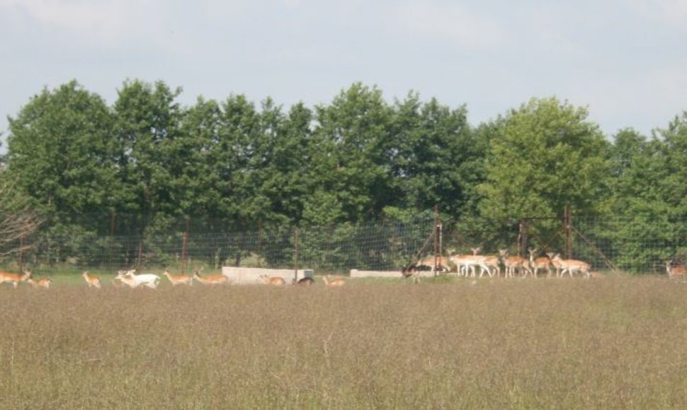 Antano Boso elnyne ganosi šimtai elnių bei danielių. 