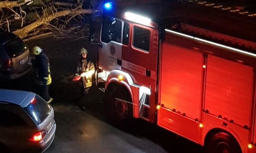 Klaipėdoje virto medžiai
