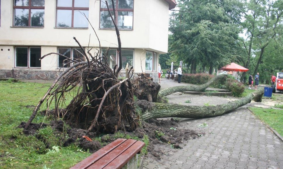 Medžiai išversti su visom šaknim.