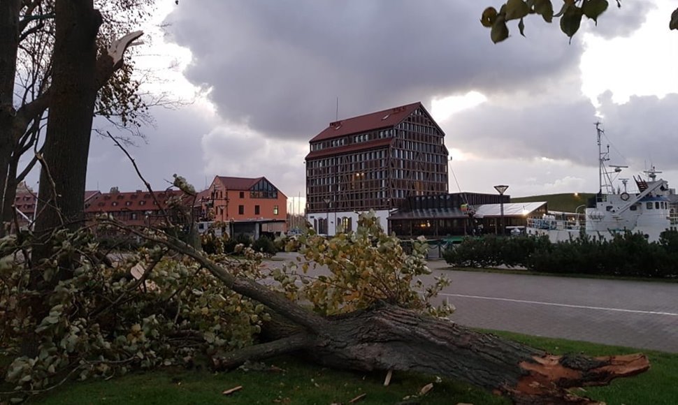 Stiprus vėjas Klaipėdoje laužė medžius.