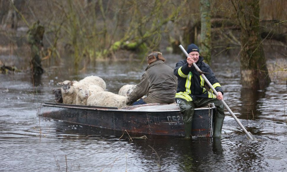 Ugniagesiai išgelbėjo avių bandą, atsidūrusią potvynio užlietoje ganykloje. 