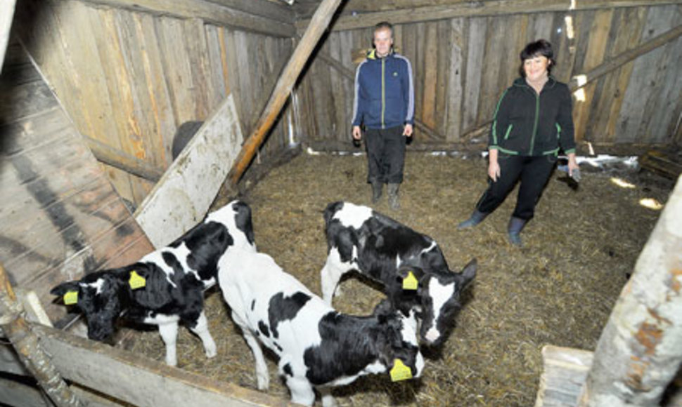 Ūkininkai Sigutė ir Adomas Gikarai, veršiukus trynius, kurių kiekvienas gimęs svėrė per 25 kg, paauginę iki standarto, juos parduos išvežti į užsienį. 