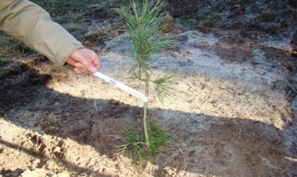 Kuršių nerijos nacionaliniame parke įveita paprastosios pušies sėklinė plantacija.