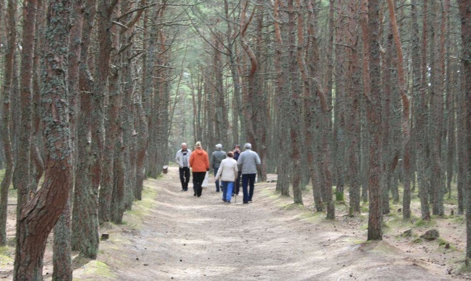 Šokantis miškas Kaliningrado srityje