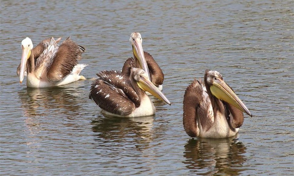 Jūrų muziejuje apsigyveno pelikanai, atgabenti iš Čekijos. 