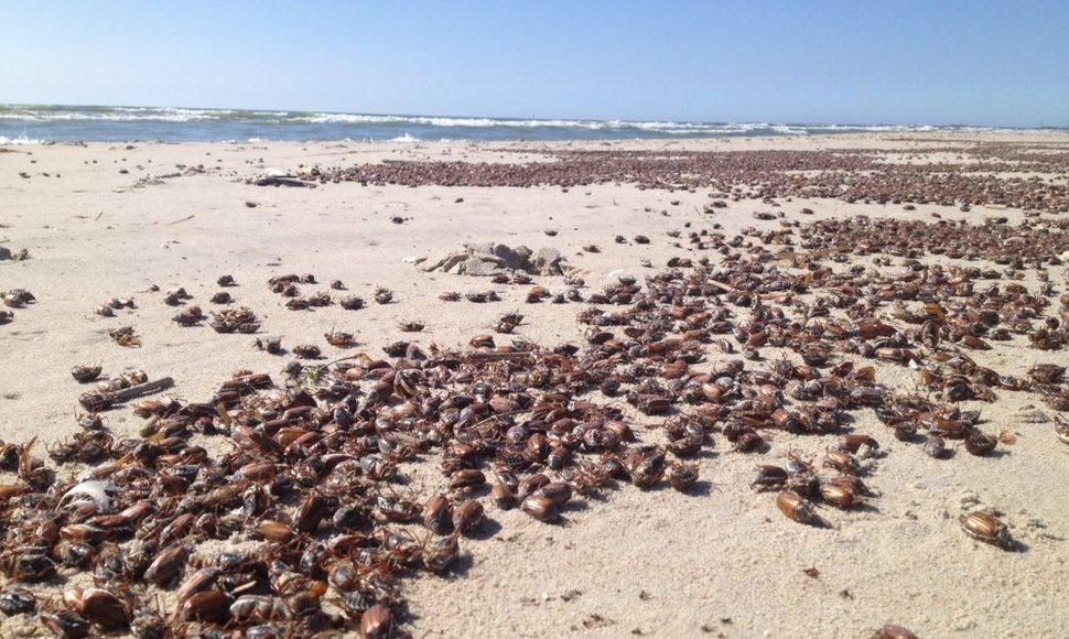 Paplūdimyje – pilna kritusių karkvabalių. 