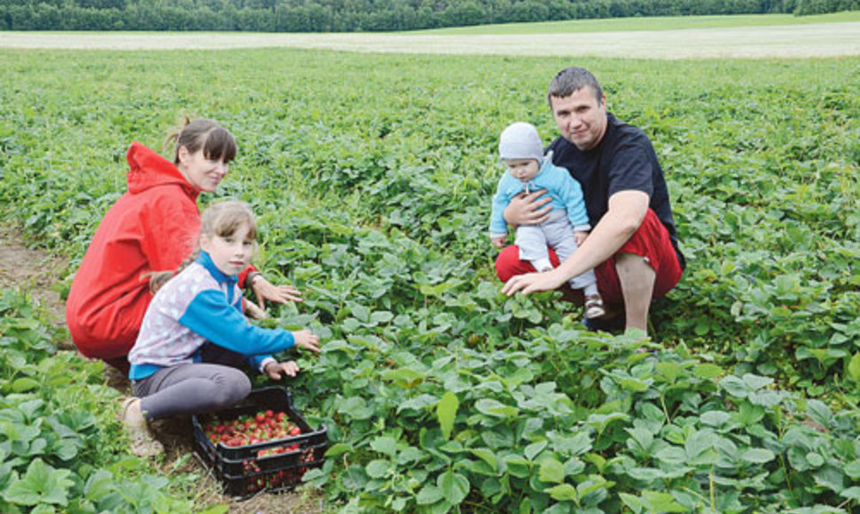 Algimanto ir Eglės Šiaulių šeima tik trejus metus užsiima braškių auginimu. 