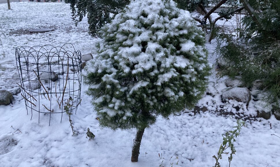 Klaipėdoje trečiadienį ėmė snigti