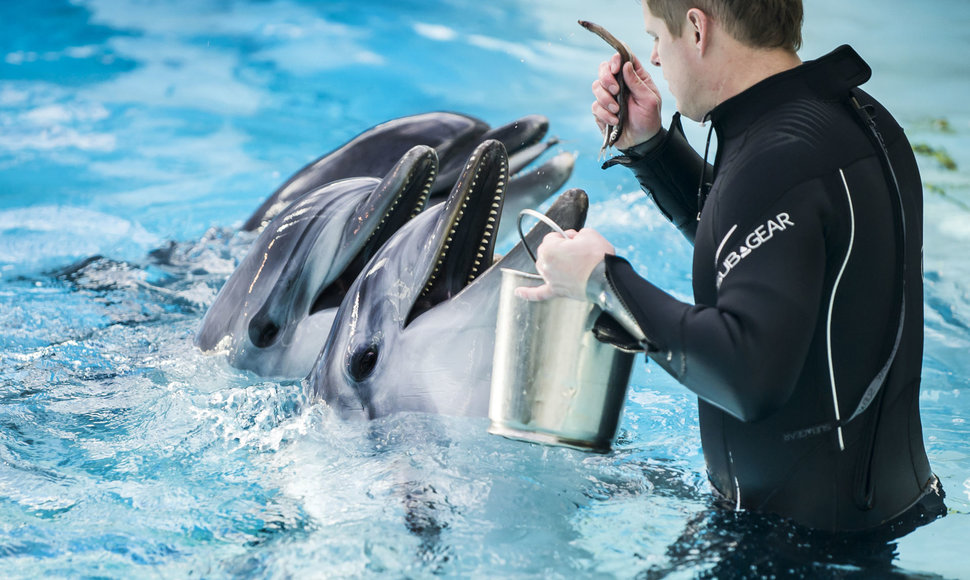 Delfinų terapijos centras: terapija, paliečianti neįgaliukų širdis