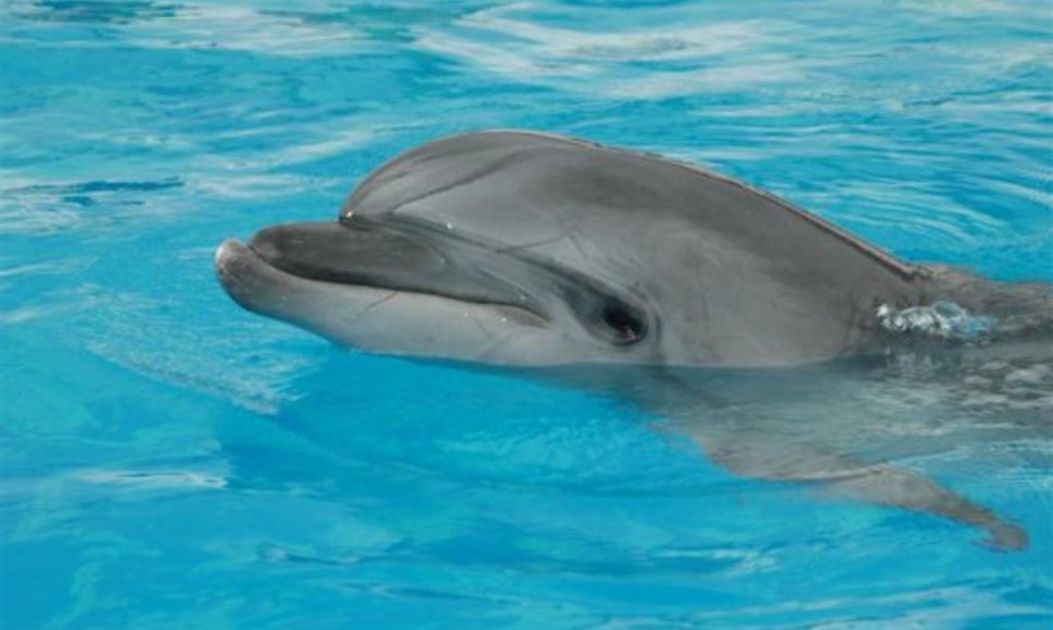 Delfinai