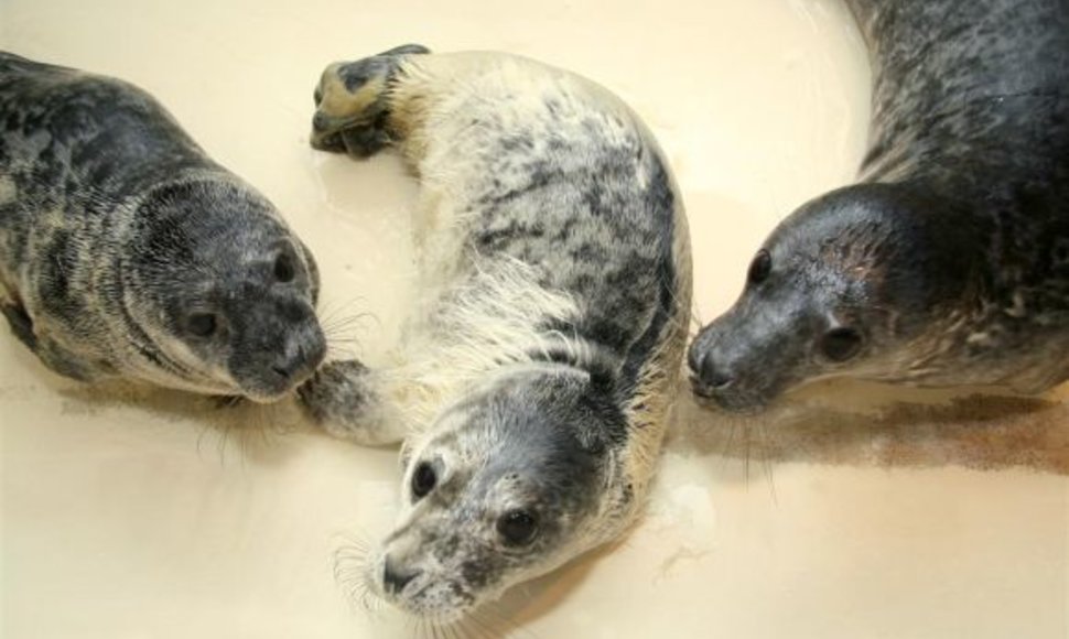 Dabar, be dviejų, gimusių muziejuje, yra slaugomi ir globojami net šeši Baltijos pilkieji ruoniai, atvežti iš jūros pakrančių. 