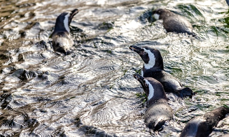 Nauja pingvinų banda Lietuvos jūrų muziejuje