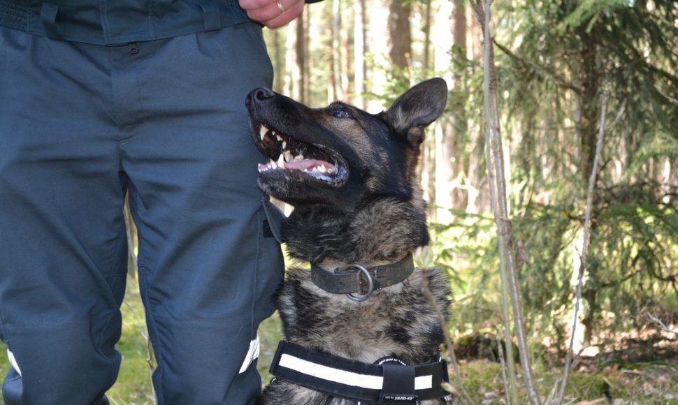 Policijos šuo Hardas