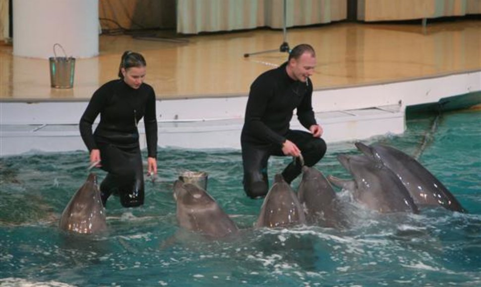 Delfinai gali būti apgyvendinti tik tuose plaukimo baseinuose, kurių gylis siekia bent 2 metrus. Tuo tarpu norint rengti šių gyvūnų pasirodymus, baseinai turi būti bent du kartus gilesni.