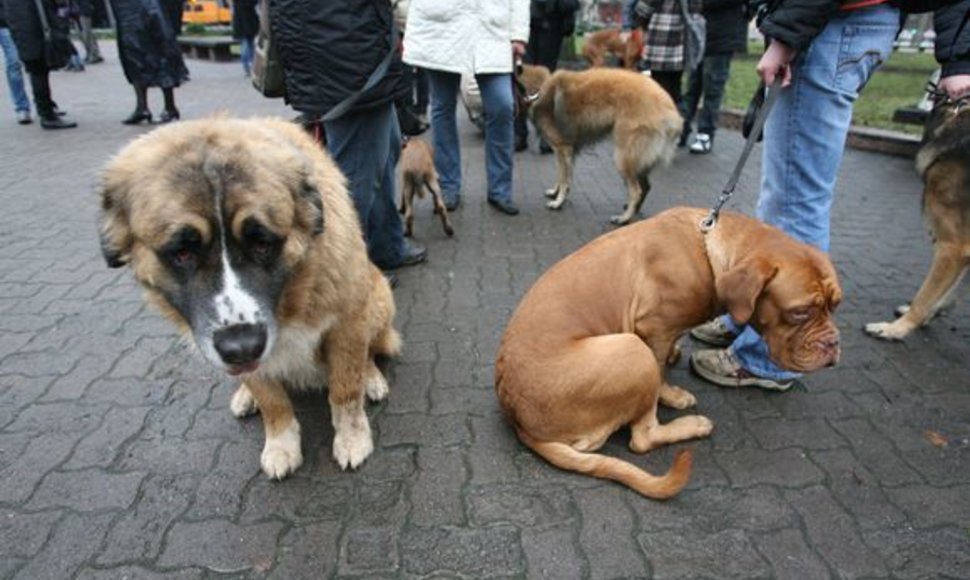 Griežtinti bausmes už žiaurų elgesį su gyvūnais ragino ir šunys 