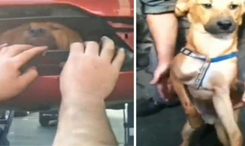 Šuns gyvybei pavojus negresia, tačiau dėl letenėlės lūžio jis buvo nuvežtas pas veterinarą.