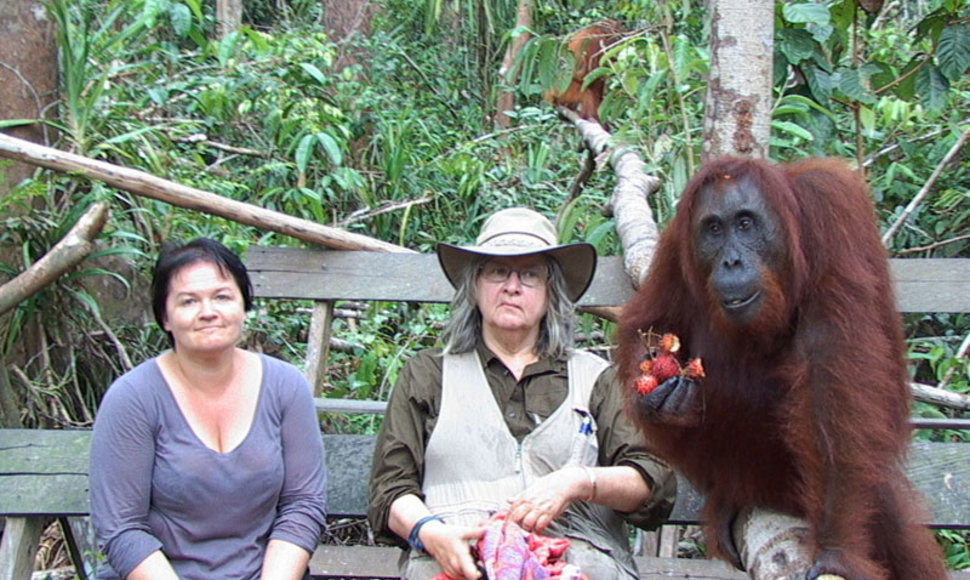 Foto naujienai: Dalia Ibelhauptaitė: orangutanų džiaugsmo pamokos