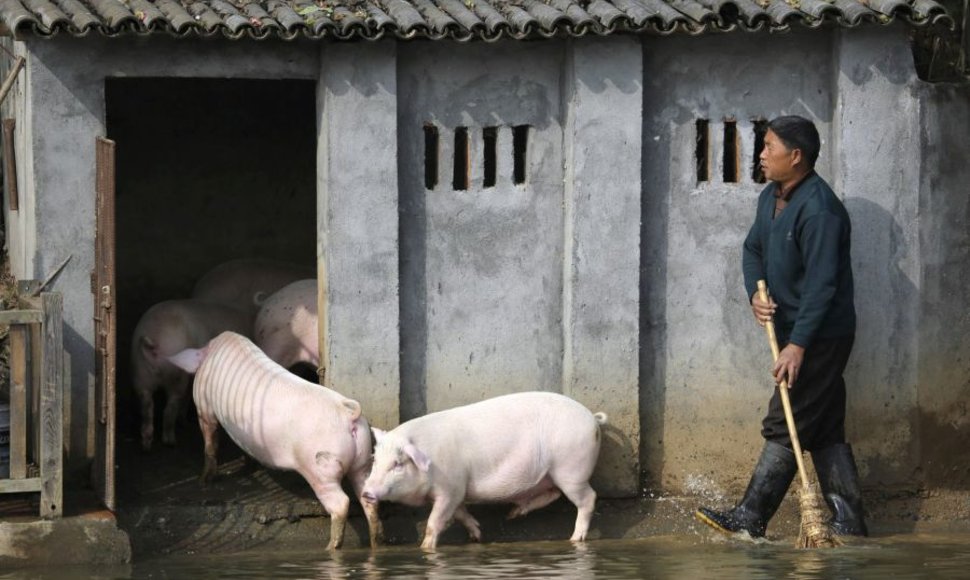 Kinijos ūkininkas savo kiaules kasdien periverčia įšokti į tvenkinį. 