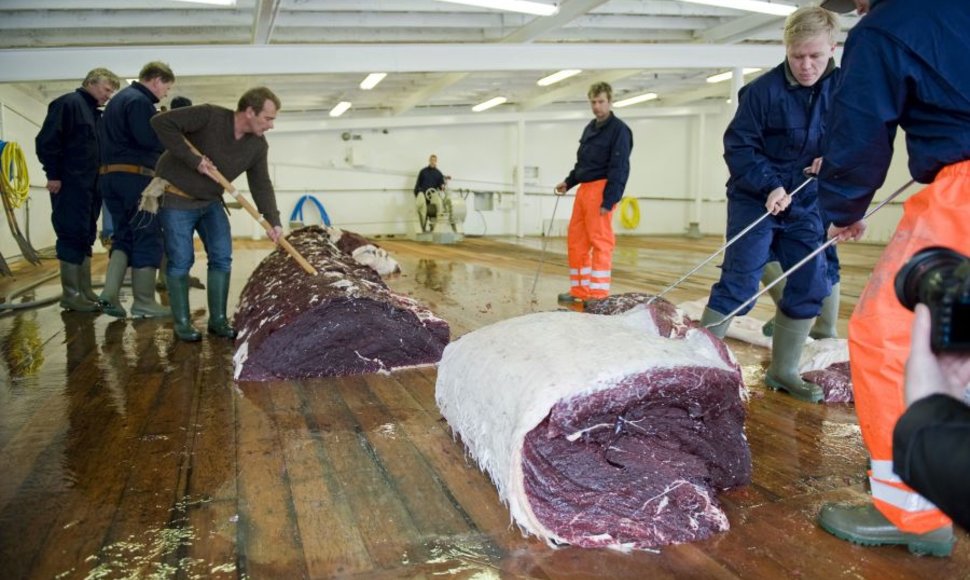 Islandijos darbininkai pjausto banginio mėsą. 