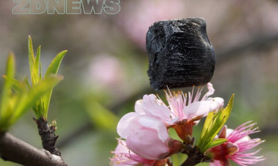 Džendziango universiteto (Kinija) mokslininkai paviešino fotografijas, kuriose lengviausią pasaulyje medžiagą išlaiko trapūs gėlių žiedų kuokeliai.