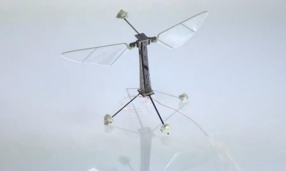 Harvardo mokslininkų sukurtas robotas-bitė „RoboBee“