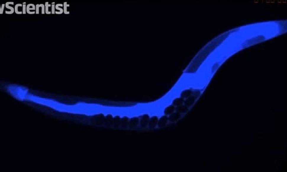 Britų mokslininkams pirmąkart pavyko pamatyti ir užfiksuoti mirštančio organizmo „mėlynąją bangą“ apvaliosios kirmėlės organizme