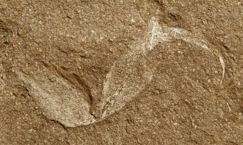 Gondwanascorpio emzantsiensis geluonis