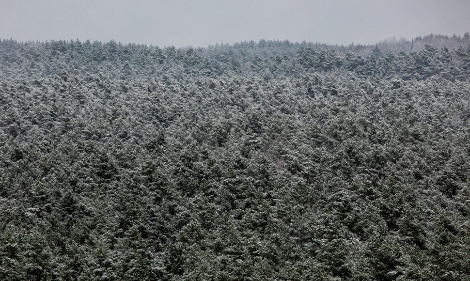 Lengva sniego paklotė apdengė Neries regioninį parką