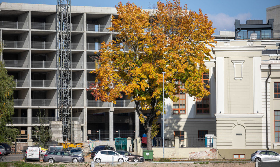 Vilniaus medžiai – ir gražūs, ir nuskurdę