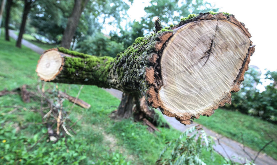 Per audrą išvartyti medžiai tebetvarkomi