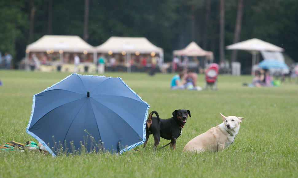 Rusų kultūros diena Vingio parke