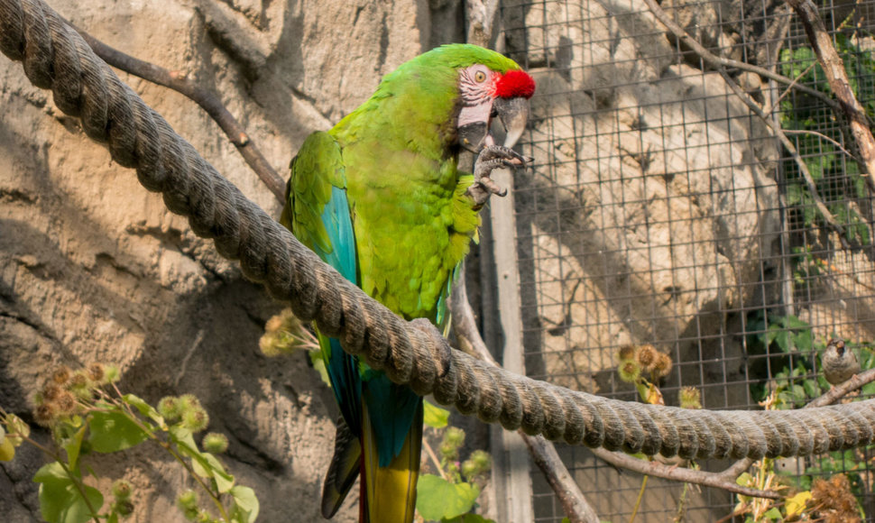 Berlyno zoologijos sode