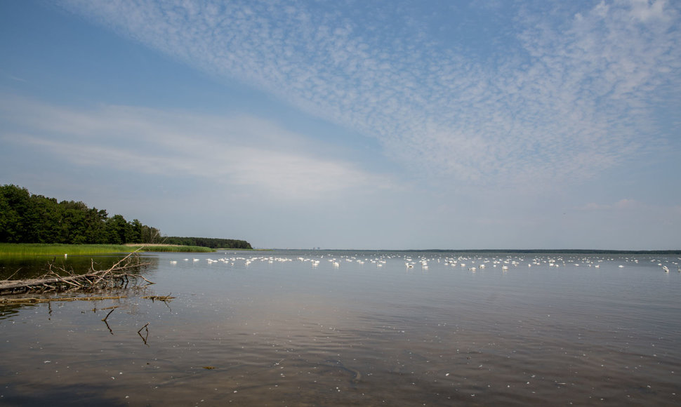 Gulbės Kuršių mariose